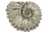 Bumpy Ammonite (Douvilleiceras) Fossil - Madagascar #277184-1